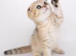 Scottish D3 - Scottish Fold Kitten For Sale - New York, NY, US