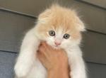 Adorable Scottish Kittens - Scottish Fold Cat For Sale - Auburn, WA, US