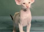 Muskat - Oriental Cat For Sale - Norwalk, CT, US