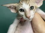 Oriental - Oriental Cat For Sale - Norwalk, CT, US