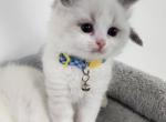 Male Blue Bicolor kitten - Ragdoll Cat For Sale - Attica, MI, US