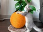 Eddie - British Shorthair Cat For Sale - Fairfax, VA, US