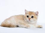 Mary - British Shorthair Cat For Sale - Fairfax, VA, US