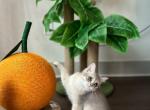 Emilia - British Shorthair Cat For Sale - Indianapolis, IN, US