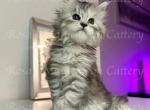 Kitana litter 2 kittens - Maine Coon Cat For Sale - Fate, TX, US