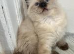 Sam Sealpoint ready August 1 - Ragdoll Cat For Sale - Mount Joy, PA, US