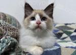 Takeru - Ragdoll Cat For Sale - Tuscaloosa, AL, US