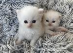 Purebred Persians - Persian Cat For Sale - Staten Island, NY, US