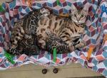 Saphira Apollo - Bengal Cat For Sale - Wilton, ME, US