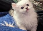 Sweet Playful Registered Himalayan - Himalayan Cat For Sale - Perry, FL, US