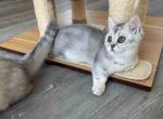 Tiny legs blue silver shaded chinchila munchkin - Munchkin Kitten For Sale - CA, US