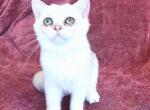 Stewy - British Shorthair Cat For Sale - New York, NY, US
