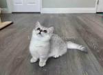 Silver shaded chinchilla munchkin standard boy - Munchkin Kitten For Sale - 