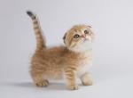 Duggi golden teacup girl Scottish kilt standard - Munchkin Cat For Sale - CA, US