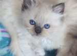 Female ragdoll sealpoint - Ragdoll Kitten For Sale - Minerva, OH, US