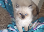 Seal point female - Ragdoll Cat For Sale - Minerva, OH, US