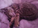 Baby Boy needs Loving home Asap - Domestic Cat For Sale - Corona, CA, US