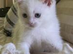 Cherrio - Minuet Cat For Sale - Capon Bridge, WV, US