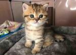 Little cheetah Chonk located in LA baby leopard - British Shorthair Cat For Sale - CA, US