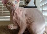 Sphynx And Odd eye - Sphynx Cat For Sale - Hemet, CA, US