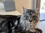 Shadow Pending - Maine Coon Cat For Sale/Retired Breeding - Wisconsin Rapids, WI, US