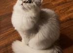 Bell - British Shorthair Cat For Sale/Service - Vancouver, WA, US