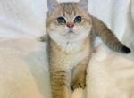 Tootsie Black golden British shorthair boy - British Shorthair Kitten For Sale - Athens, GA, US
