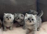 British Shorthair Kittens - British Shorthair Cat For Sale - Philadelphia, PA, US