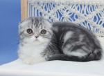 Blue tabby bicolor Scottish Fold female - Scottish Fold Cat For Sale - Spokane, WA, US