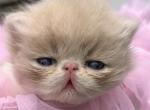 Cream and white Persian boy - Persian Cat For Sale - Ephrata, PA, US