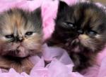 Tortie Girl - Persian Cat For Sale - Ephrata, PA, US