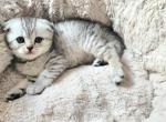 Scottish fold girl - Scottish Fold Cat For Sale - Lincoln, NE, US