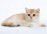 Luna - British Shorthair Cat For Sale - Charlotte, NC, US