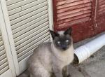 Jarod - Siamese Cat For Sale - Palmdale, CA, US