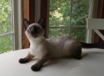 Seal Point kitten - Siamese Cat For Sale - Dunn, NC, US