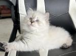 Cleopatra - Siberian Cat For Sale - Bonita Springs, FL, US