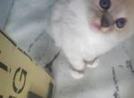 Ragdoll kittens ready to go home now - Ragdoll Cat For Sale - Tamarac, FL, US