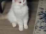 Blue lynx bicolor boy Ollie - Ragdoll Cat For Sale - Tamarac, FL, US