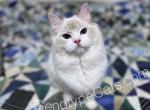 Hermes - Ragdoll Cat For Sale - Tuscaloosa, AL, US