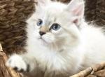 Greyson - Siberian Cat For Sale - North Port, FL, US