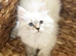 Bella - Siberian Cat For Sale - North Port, FL, US