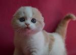 Dalila - Scottish Fold Kitten For Sale - Hollywood, FL, US