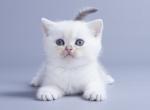 Belarda - British Shorthair Cat For Sale - Hollywood, FL, US