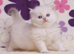 Matador - British Shorthair Cat For Sale - Miami, FL, US