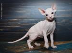 Ippolit - Sphynx Cat For Sale - Norwalk, CT, US