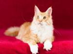 L'amour - Maine Coon Cat For Sale - Brooklyn, NY, US