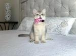 Emilia - British Shorthair Cat For Sale - Fairfax, VA, US