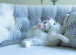 Ken - Ragdoll Cat For Sale - Fairfax, VA, US