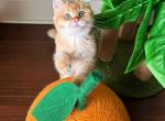 Serj - British Shorthair Kitten For Sale - Fairfax, VA, US