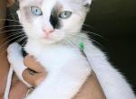 Ragdoll Siamese mix kitten Versace - Ragdoll Kitten For Sale - Kissimmee, FL, US